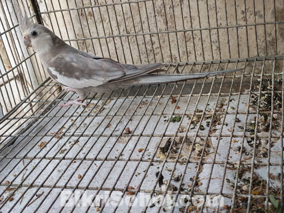 1 pair quality running cockatiel to be sold